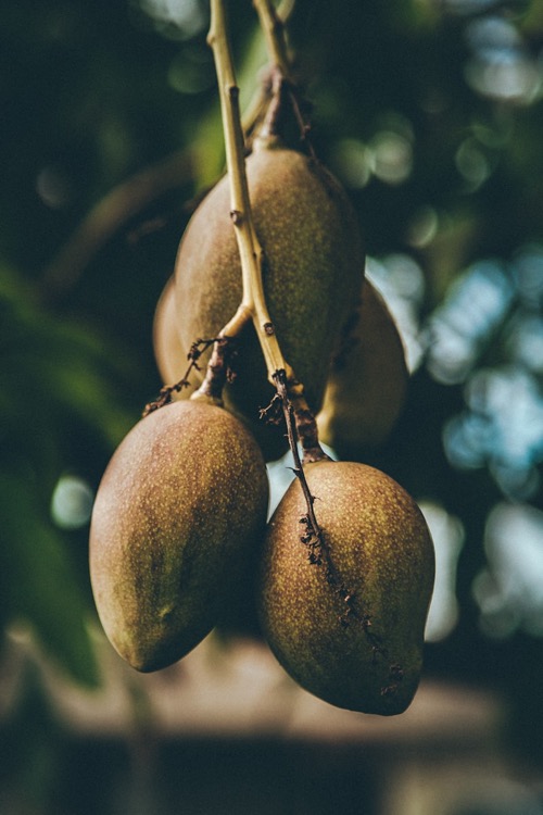 Kent and Apple mangoes