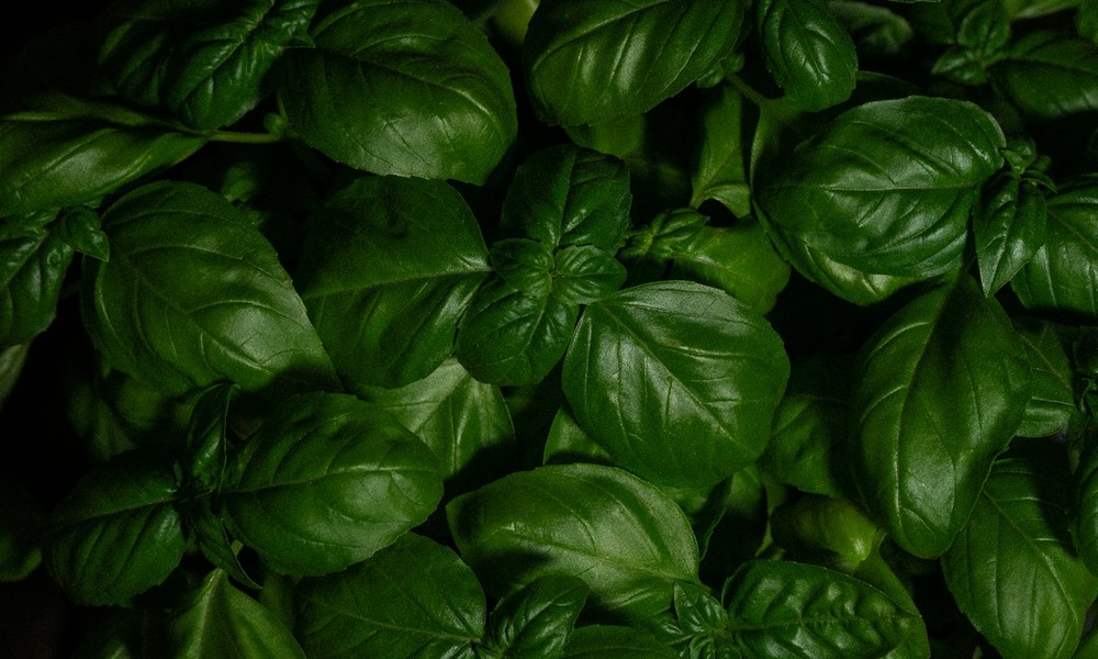Fresh basil, coriander and mint from Kenya