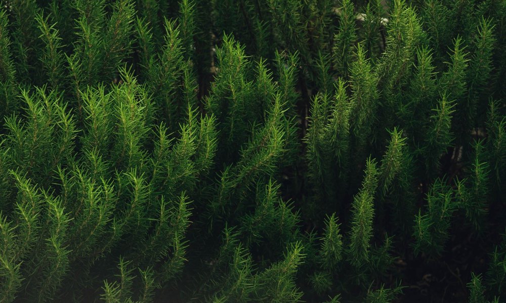 Fresh rosemary and thyme sprigs